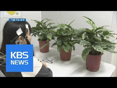 식물 키우기 '치유 효과' 확인…활용 움직임 / Kbs뉴스(News) - Youtube