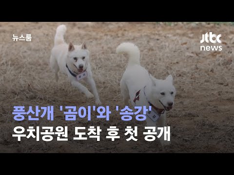 풍산개 '곰이'와 '송강', 우치공원 도착 후 첫 공개 / JTBC 뉴스룸