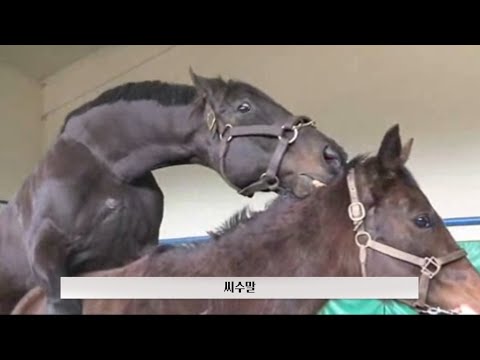 [ENG SUB] 말의 교배와 출산 - Horse breeding l The birth of foal