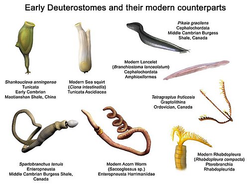 Deuterostome - Wikipedia