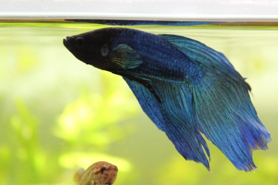 quick-answer-using-spring-water-for-betta-fish-care