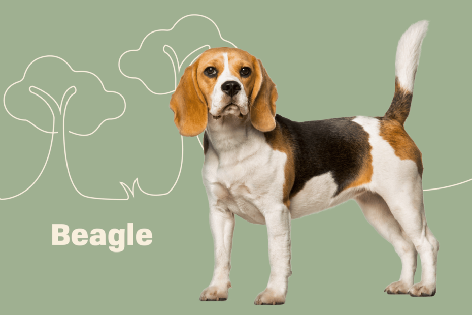 Beagle Dog Breed Information And Characteristics