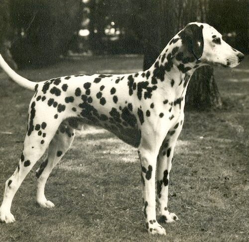 Dalmatian History: The Mysterious Dna Of The Ancient Spotted Dog – American  Kennel Club