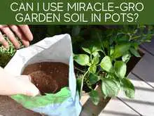 Can I Use Miracle-Gro Garden Soil In Pots? - Greenhouse Today