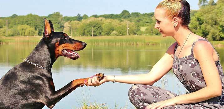 Why Do Dogs Put Their Paws On You? 8 Common Reasons |