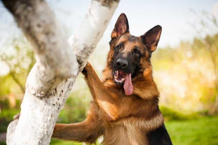 Is A German Shepherd Dog Right For You? – American Kennel Club