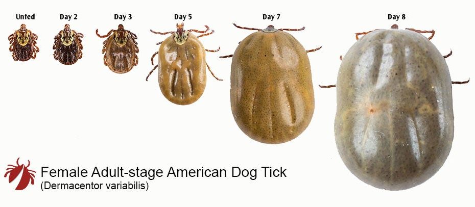 American Dog Tick – Tickencounter