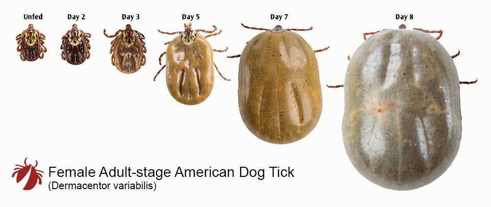 American Dog Tick – Tickencounter