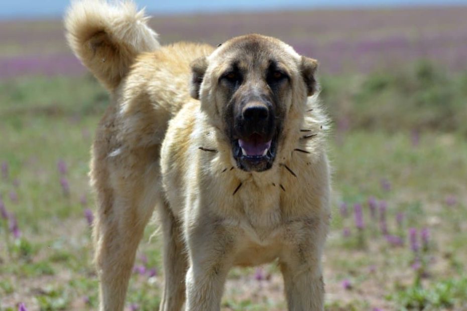 what-dog-holds-the-record-for-the-highest-bite-force-psi