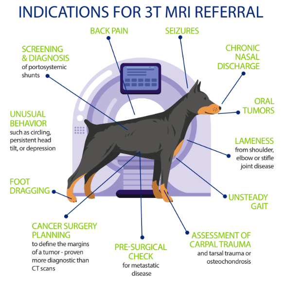 Demystifying The Price Tag How Much Does An Animal Mri Cost?