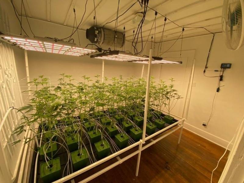 How Many Plants Can You Grow In A 5X5 Grow Tent?