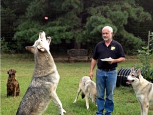 Raising Wolf-Dogs - Cesar'S Way