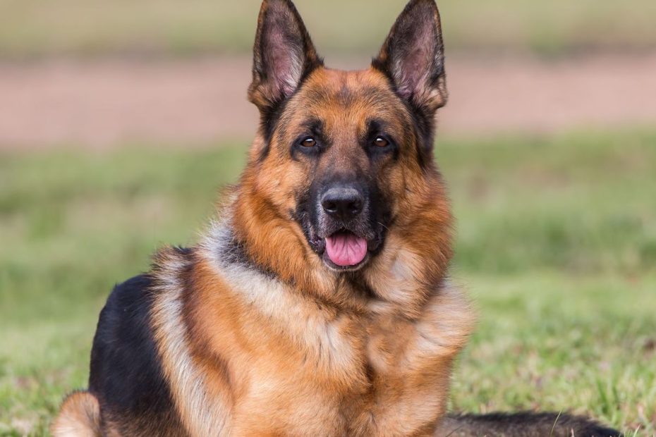 18 Most Loyal Guard Dog Breeds - Guard Dogs For First-Time Owners