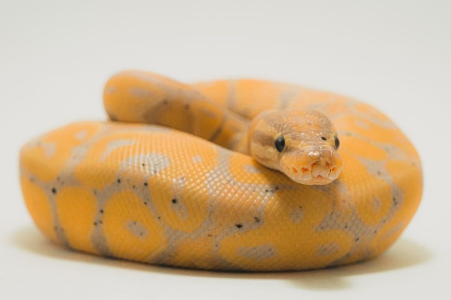 Best Pet Snake Species For Children And Beginners - Pethelpful
