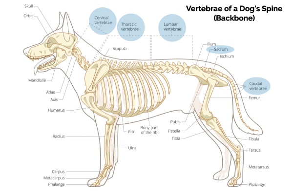 Your Dog'S Spine: Why It'S Key To Good Health - Dr. Buzby'S Toegrips For  Dogs