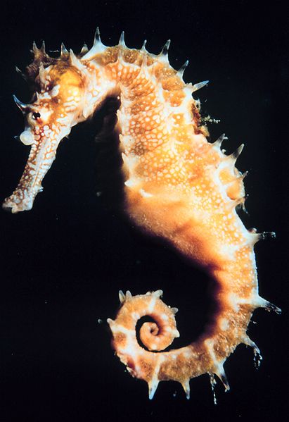 How The Seahorse Might Have Got Its Shape