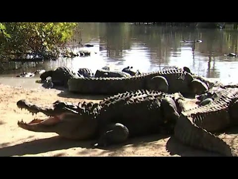 Which Lake In Florida Has The Most Alligators? - Youtube