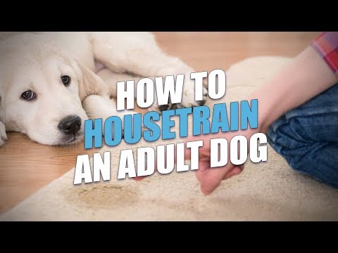 How To Housetrain An Adult Dog (Easy Housebreaking Method) - Youtube
