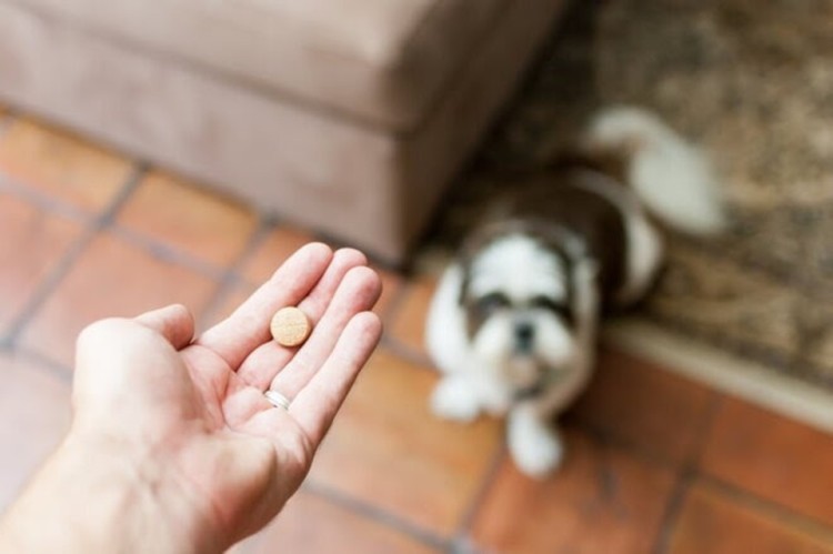 Tramadol For Dogs: Uses, Dosage & Side Effects | Pawlicy Advisor