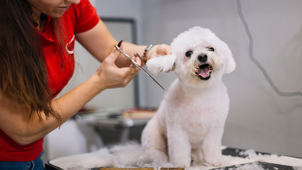 How Long Does It Take For Dog Hair To Grow Back After Being Shaved? - Quora