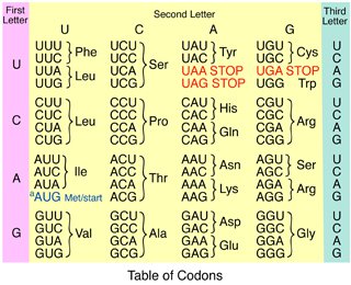 Why Are There 64 Codons For 20 Amino Acids? - Quora