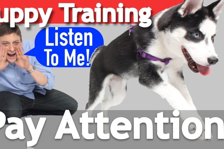 How To Teach Your Puppy To Listen When They Won'T! - Youtube