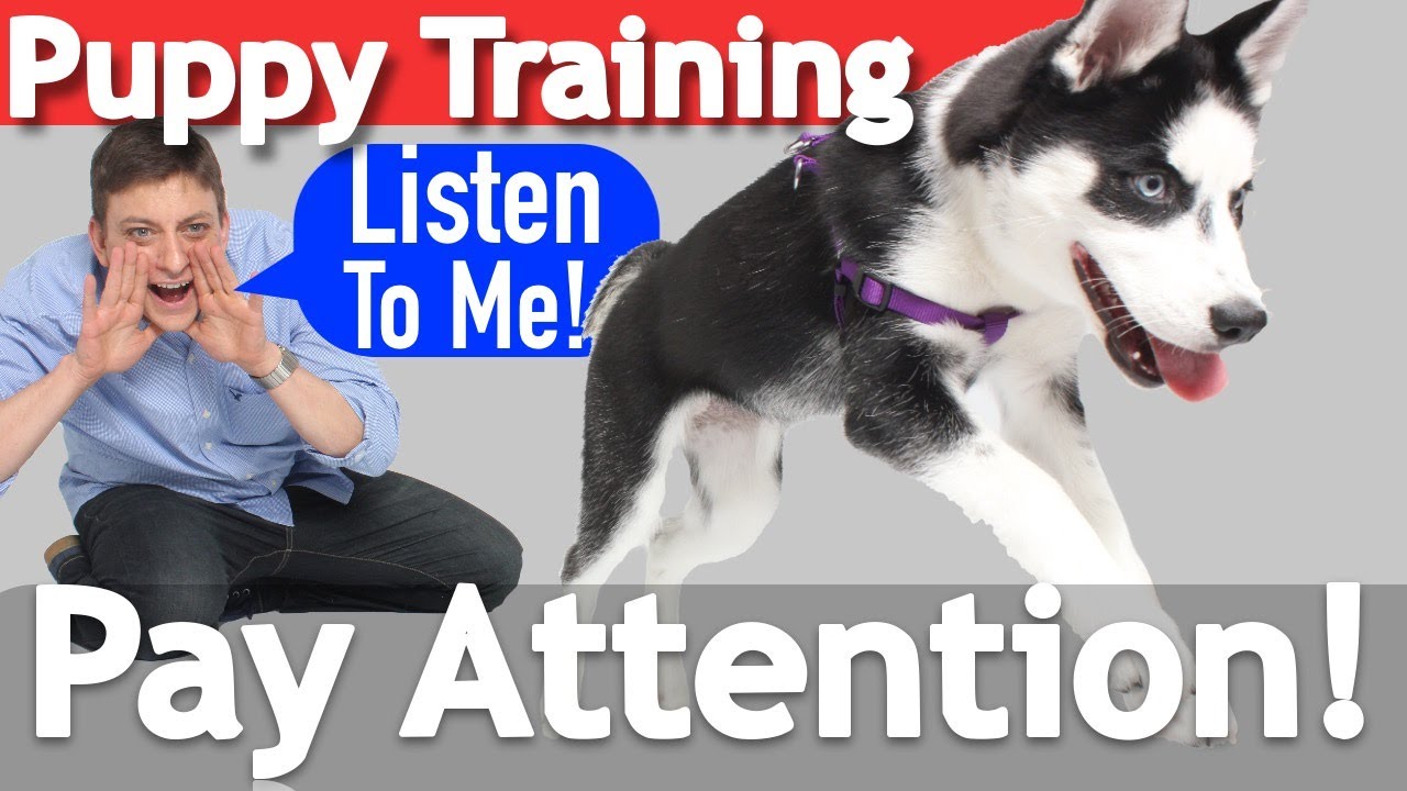 How To Teach Your Puppy To Listen When They Won'T! - Youtube