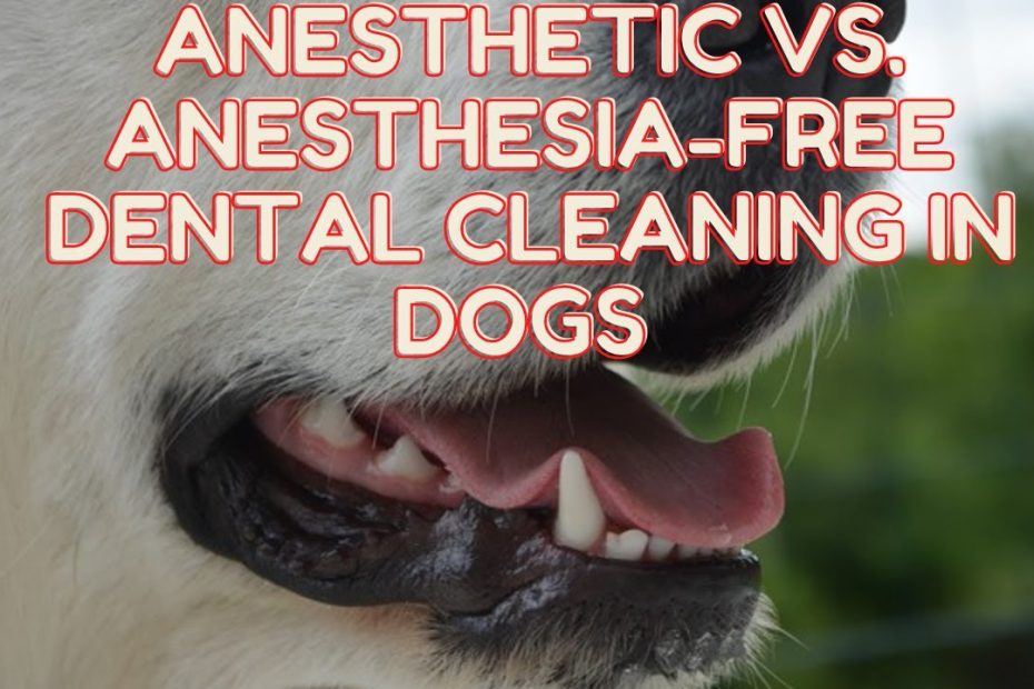 Anesthesia-Free Teeth Cleaning For Dogs: Is It Safe? - Pethelpful