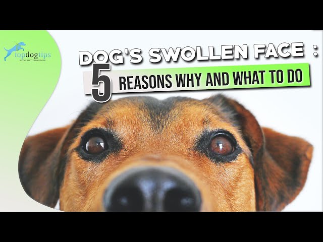 Dog'S Swollen Face 5 Reasons Why And What To Do - Youtube
