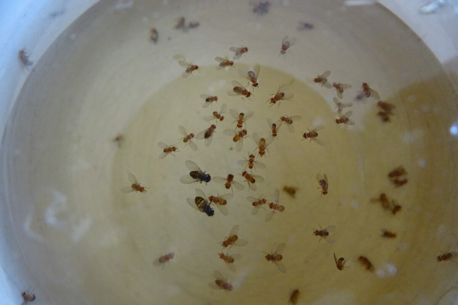 How To (Actually) Get Rid Of Fruit Flies - Modern Farmer