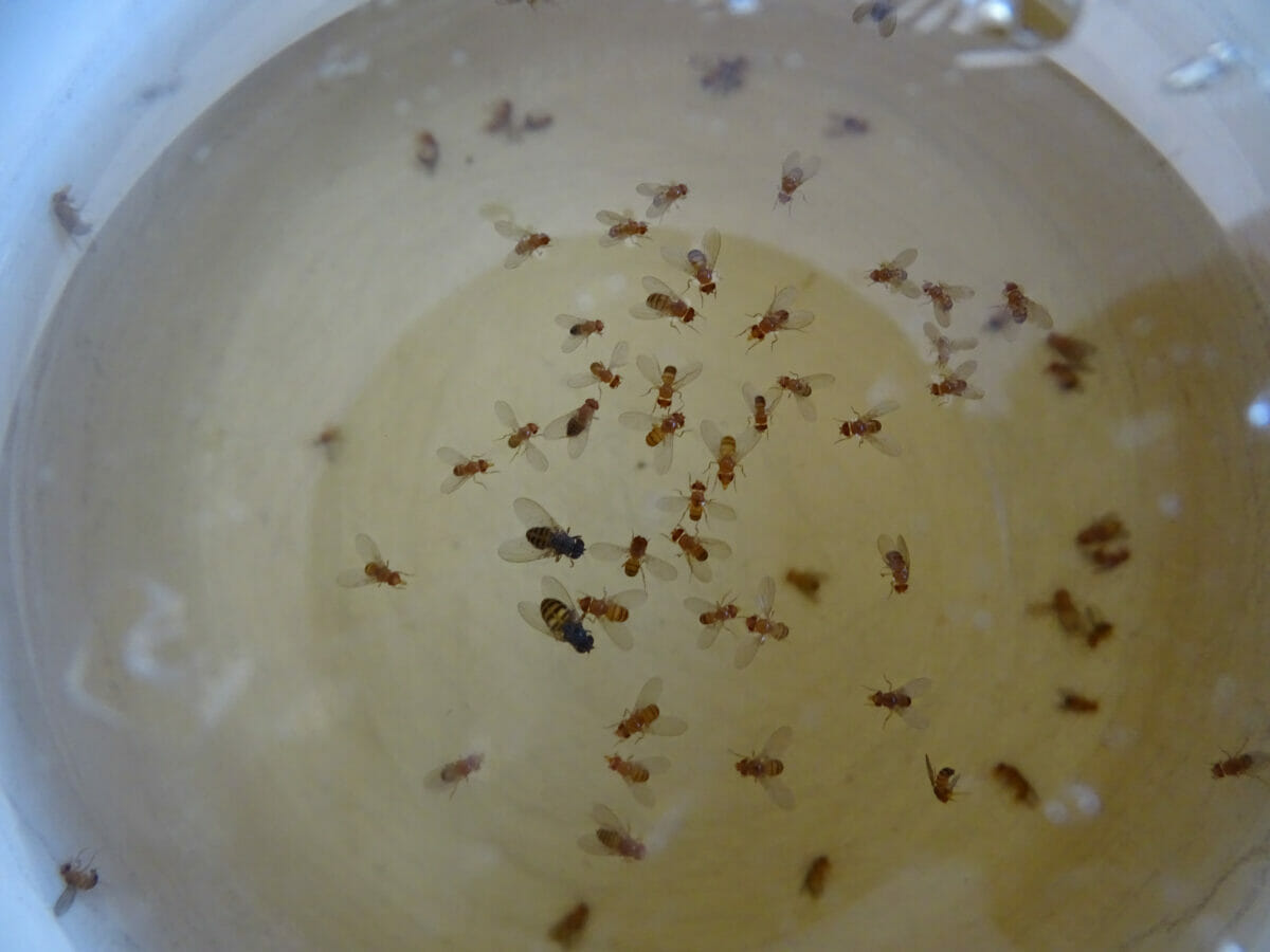 How To (Actually) Get Rid Of Fruit Flies - Modern Farmer