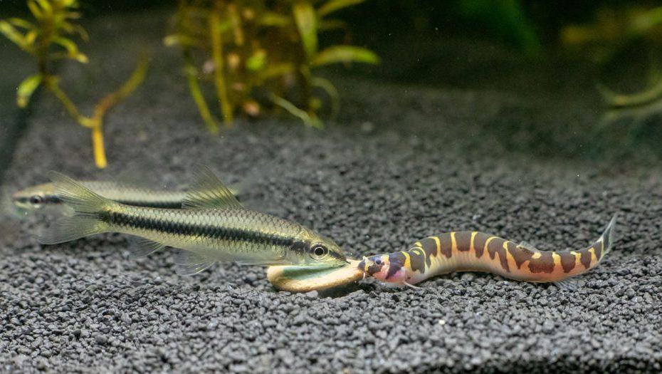 Care Guide For Kuhli Loaches – The Coolest Oddball Fish For Beginners –  Aquarium Co-Op