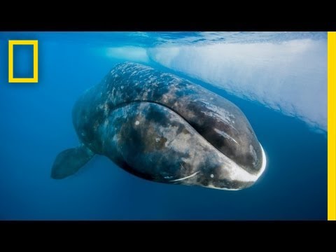 Catching a 200-Year-Old Whale | Nat Geo Live